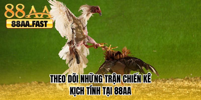 Theo dõi những trận chiến kê kịch tính tại 88AA
