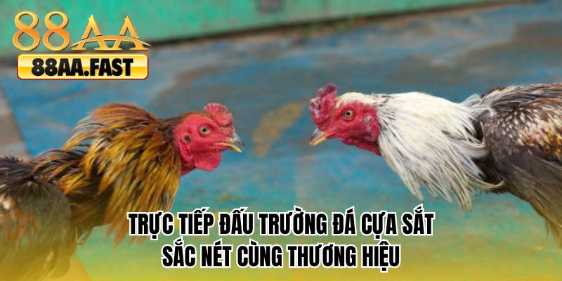 Trực tiếp đấu trường đá cựa sắt sắc nét cùng thương hiệu